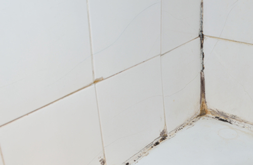 Leaking mouldy shower tiler in Maitland